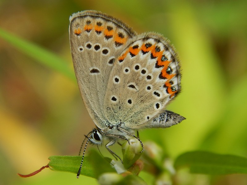 Plebejus argyrognomon